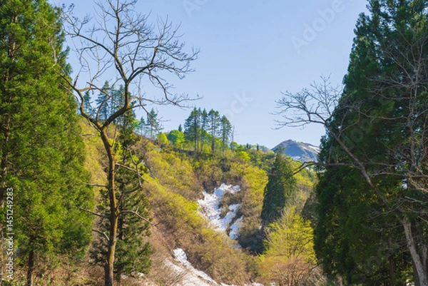 Fototapeta 新緑の樹木と残雪の山肌
