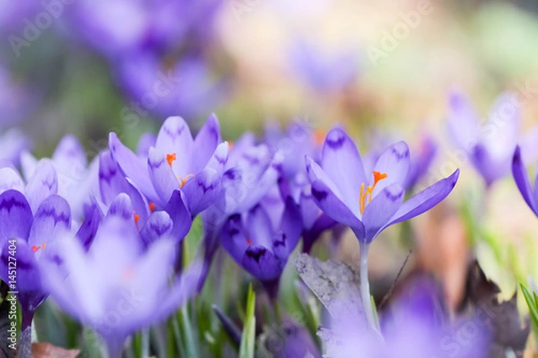 Obraz Szafran, krokus