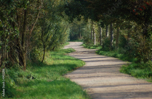 Fototapeta verschlungener waldweg