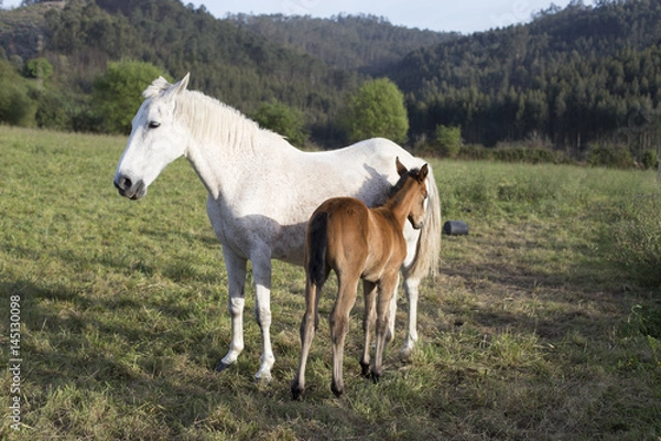 Obraz Foal and mare