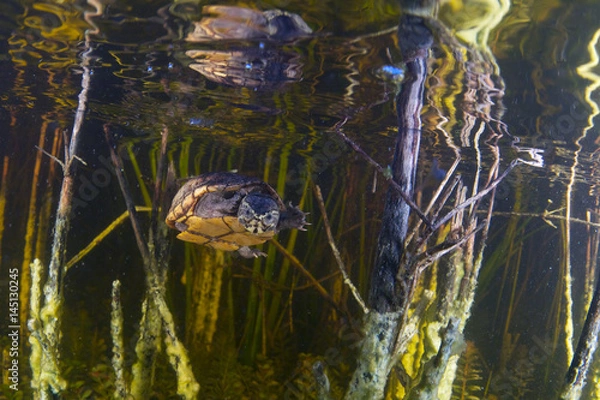 Fototapeta Mud Turtle