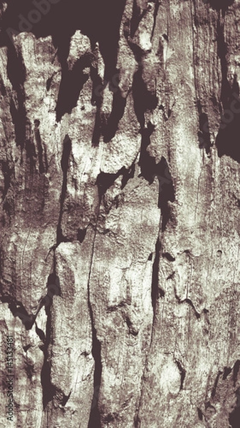 Fototapeta bark olive tree texture macro shot with texture effect