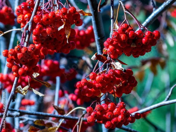 Fototapeta clusters of red autumn mountain ash