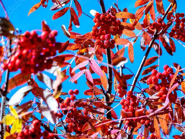 Fototapeta clusters of red autumn mountain ash
