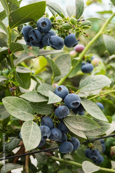 Obraz Blueberries planted in greenhouse tunnels