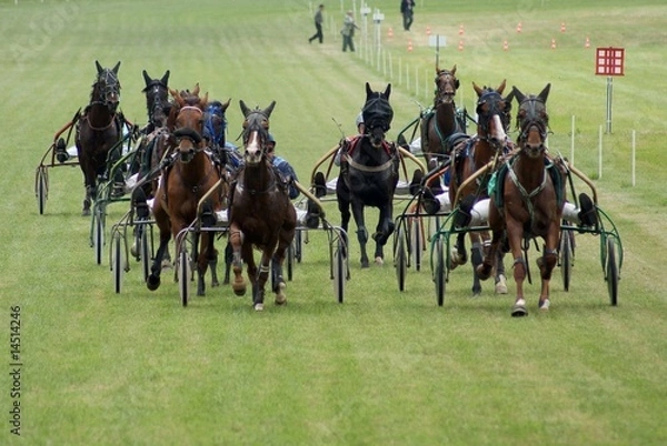 Obraz Course hippique #4