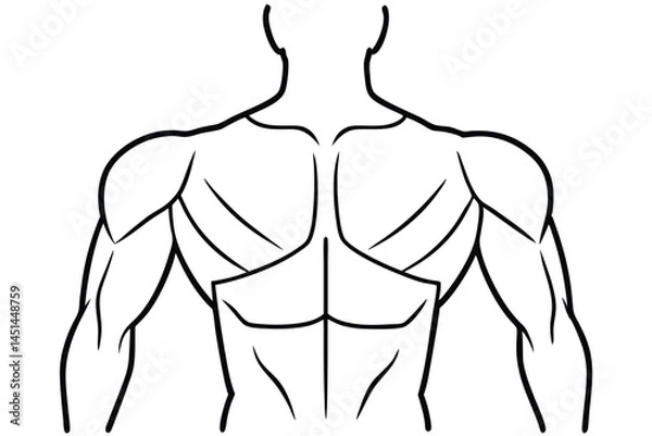 Obraz Deltoid Stretch Diagram Line art