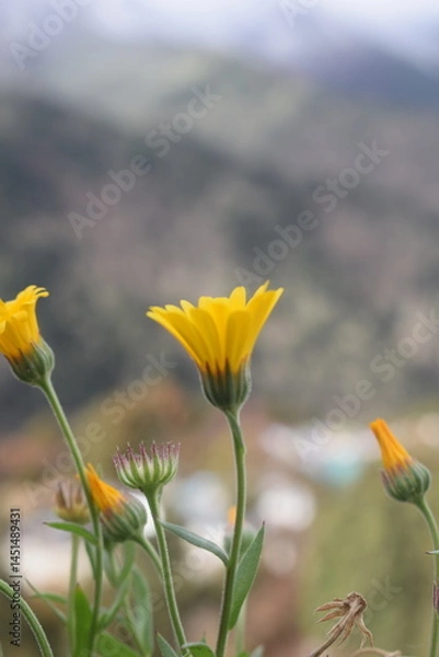 Fototapeta A vivid yellow flower in sharp focus with a beautifully blurred background, creating a soft bokeh effect. This image captures the elegance and simplicity of nature, ideal for themes of growth, beauty,