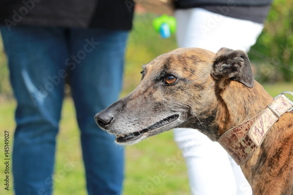 Obraz Tigrato che passione!