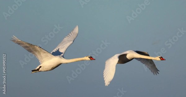 Obraz white swan flying in the sky