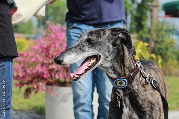 Obraz Profilo di galgo felice