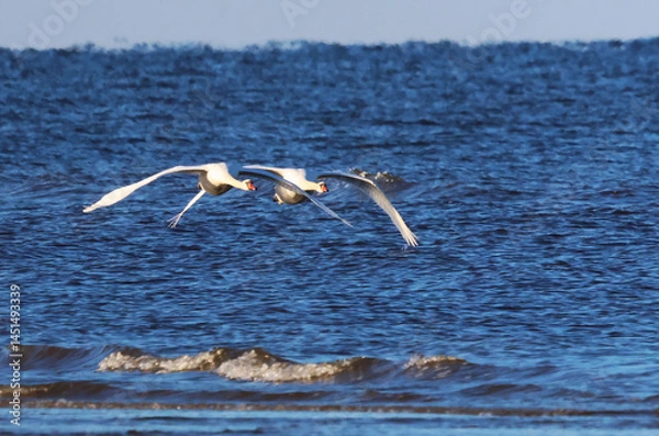 Obraz The coordinated flight of mute swans over the sea waves