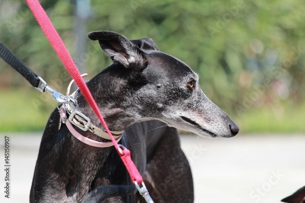 Obraz Orecchie al vento