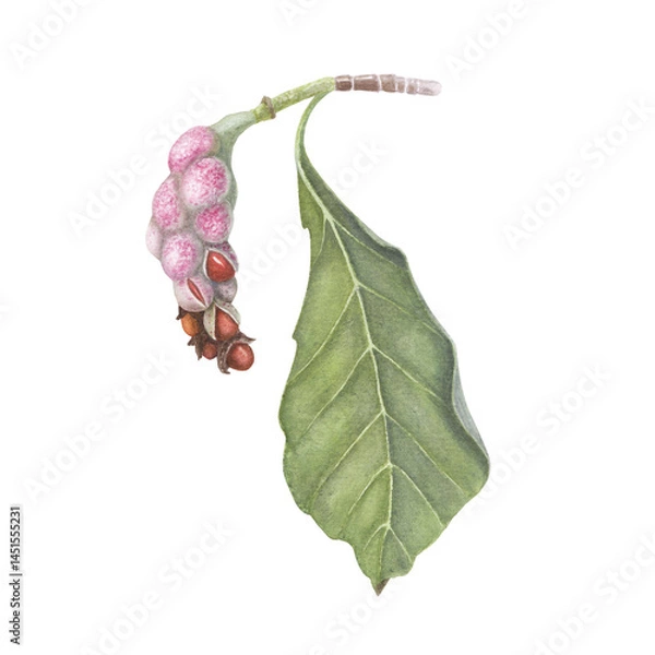 Obraz Magnolia kobus fruit berries isolated white background. Watercolor hand drawn realistic botanic sketch illustration. Art design beauty wedding invitation, greeting card easter decoration graphic.