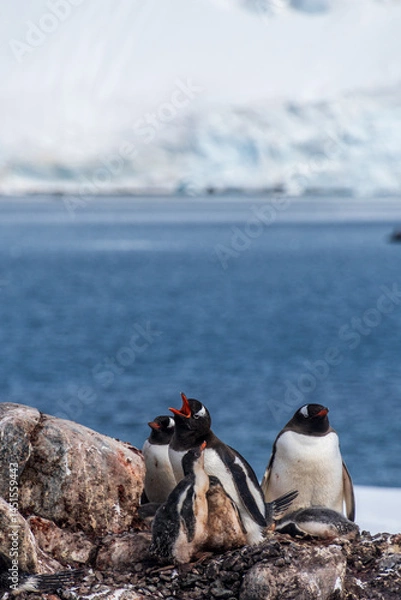 Fototapeta Close-up of nesting Gentoo Penguin -Pygoscelis papua- with their chicks at Cierva Cove colony, on the Antarctic peninsula