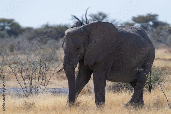 Fototapeta Telephoto shot of one giant African Elephant -Loxodonta Africana- grazing on the plains of Etosha National Park, Namibia.