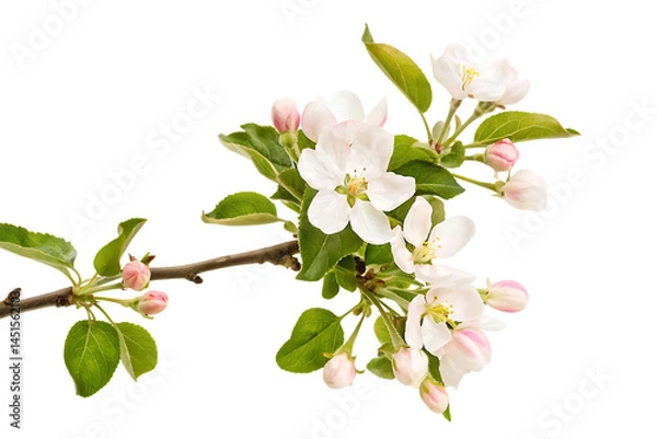 Obraz apple tree flowers