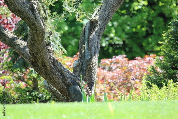 Fototapeta Ulivo  e tulipani
