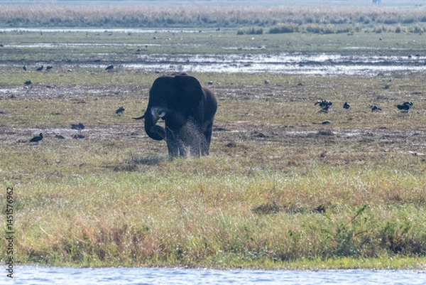 Fototapeta Telephoto shot of an African Elephant feeding itself on the banks of the Chobe River. Chobe National Park, Botswana.