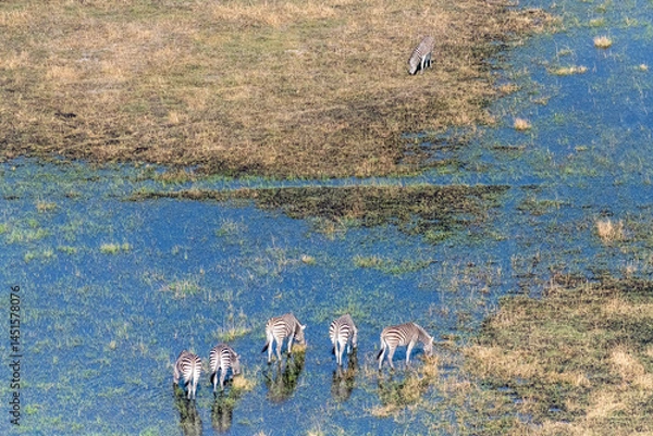 Fototapeta Aerial shot of a herd of Zebras grazing in the Okavango delta wetlands in Botswana.
