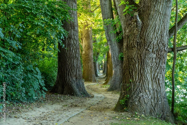 Obraz Tree-lined avenue of poplars on the Danube island Oberer Woerd in Regensburg Bavaria. Natural beauty in an urban riverside setting