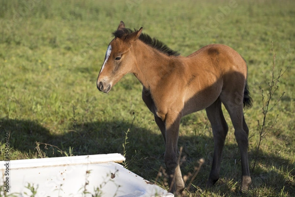Obraz Foal
