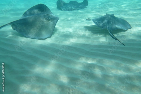 Fototapeta Stingray