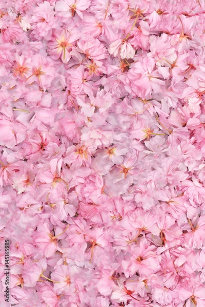 Obraz fondo de flores