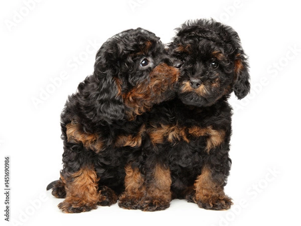 Fototapeta Phantom toy poodle sisters sitting close and looking at each other