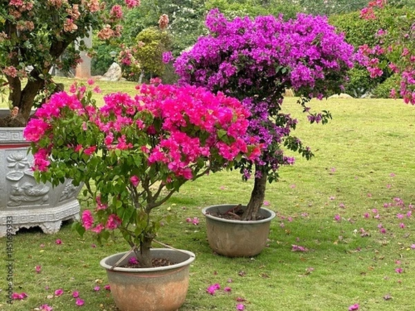 Obraz Bougainvillea trees with bright pink and purple flowers thrive in a sunny garden setting.