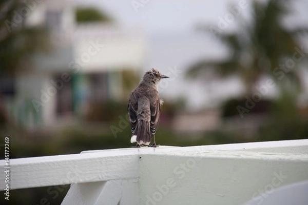 Fototapeta Bird standing