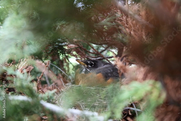 Fototapeta Bird hidin