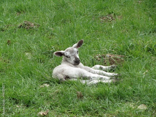 Obraz Lämchen, Lamm