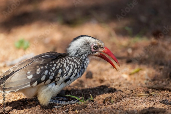 Obraz Red-billed hornbill searching for grubs