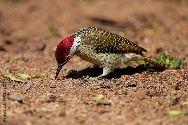 Obraz A Bennett's Woodpecker searching for grubs