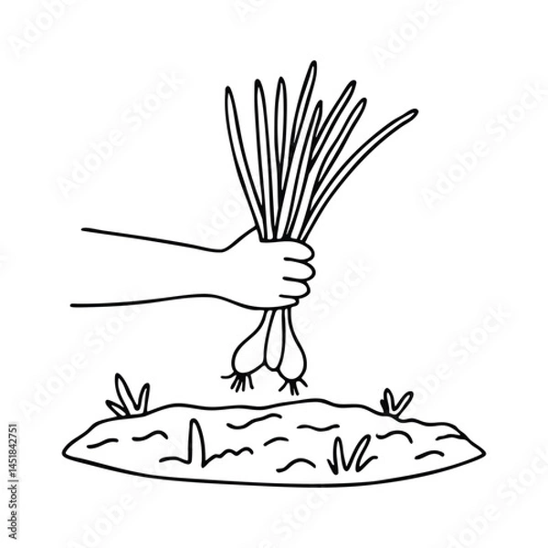 Fototapeta A hand holding a bunch of scallions freshly harvested from moist garden soil