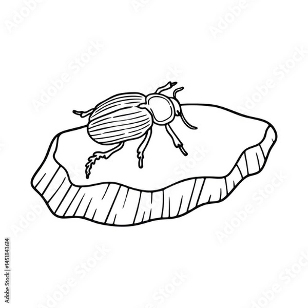 Fototapeta A scarab beetle crawling slowly across a dry desert rock