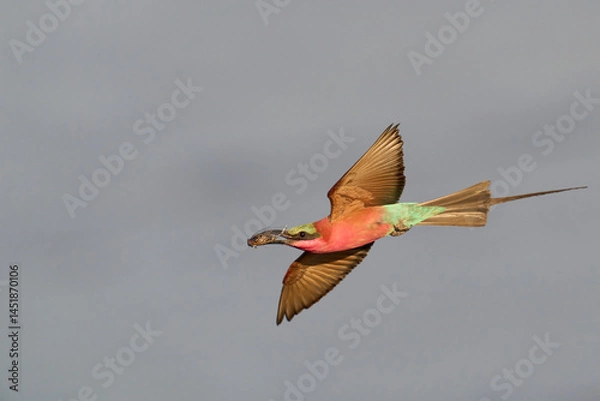 Fototapeta Southern Carmine Bee-eater (Merops nubicoides) in flight hunting insects over the Luangwa River in South Luangwa National Park, Zambia