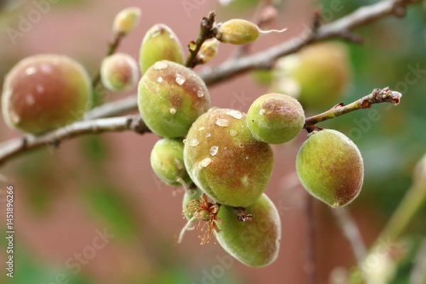 Fototapeta Closeup young peach fruits on the tree