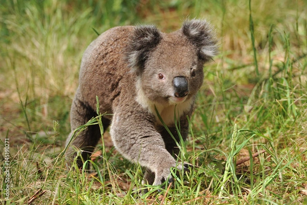 Obraz Koala chodząca po ziemi w poszukiwaniu samic