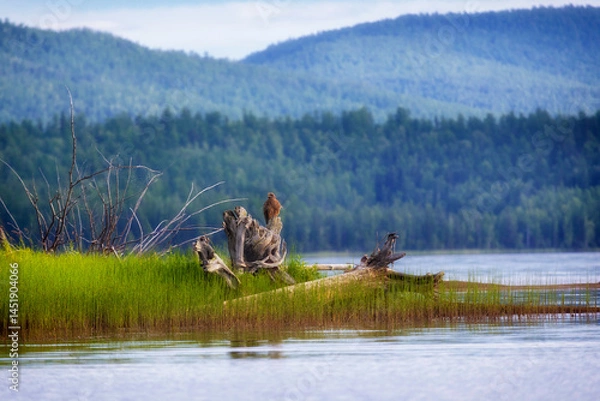 Fototapeta Black kite (Milvus migrans) sits on a dry branc