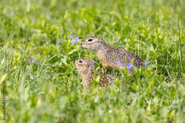 Fototapeta Two gophers are playing in the green grass