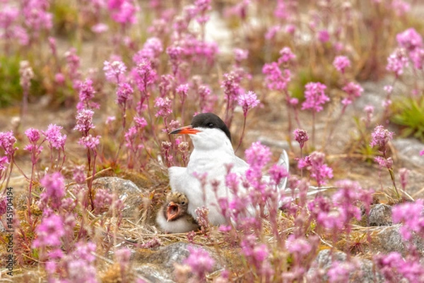 Fototapeta Common tern sits on a nest among pink flowers