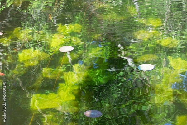 Fototapeta Algae under water, close up