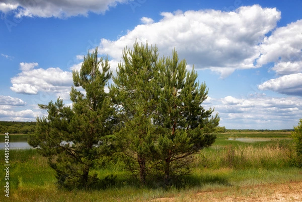 Fototapeta Large tree in the steppe, close-up. Summer
