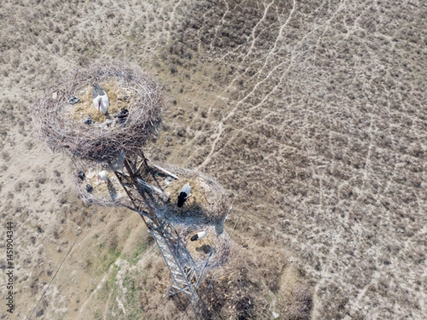 Fototapeta White stork nests on a pole, filmed from a quadcopter.Uzbekistan