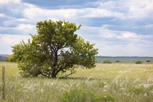 Fototapeta Large tree in the steppe, close-up. Summer
