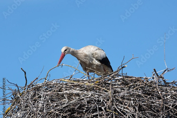 Fototapeta White stork on a nest against a blue sky
