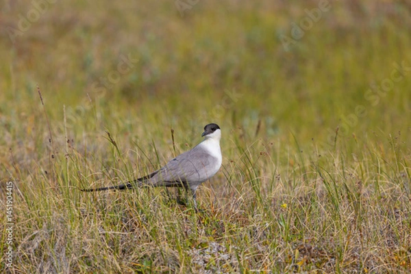 Fototapeta Long-tailed jaeger bird sitting on the grass close up