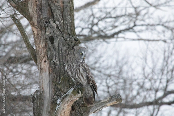 Fototapeta Great gray owl sitting on a tree branch close up